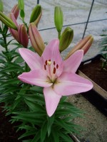 [1691 SugarDiamond DJ No01.JPG]